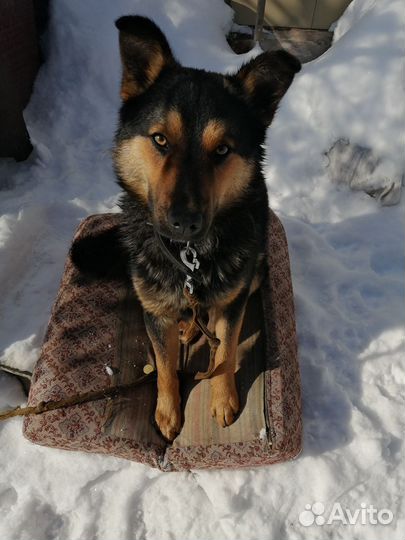 Миниовчарка в добрые руки