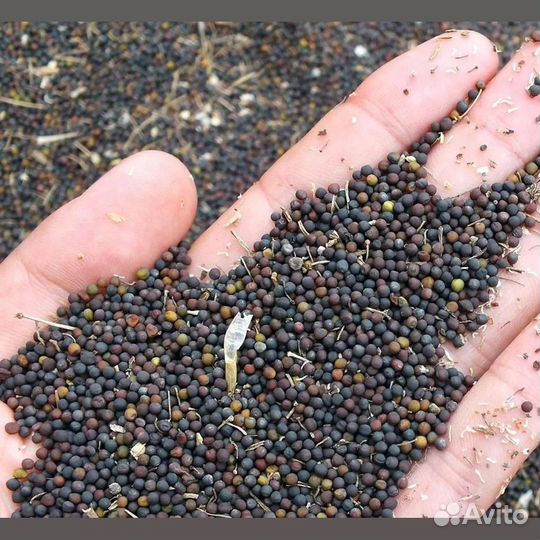 Рапс маслосемена