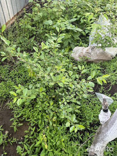 Саженцы вишни