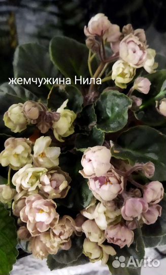 Фиалки и стрептокарпусы