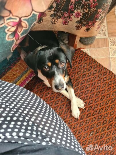 Отдам в добрые руки лабрадора