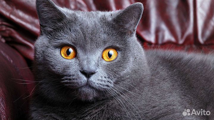 Британский кот вязка