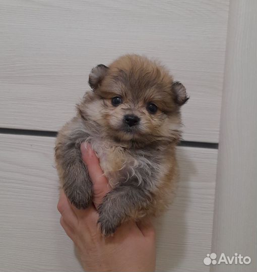 Жако