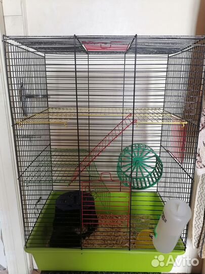 Хомяки сирийские