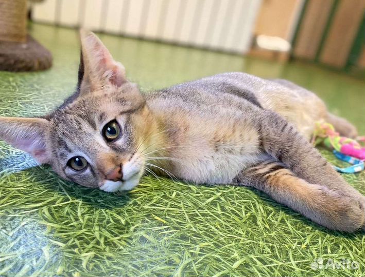 Чаузи ф1 кошка