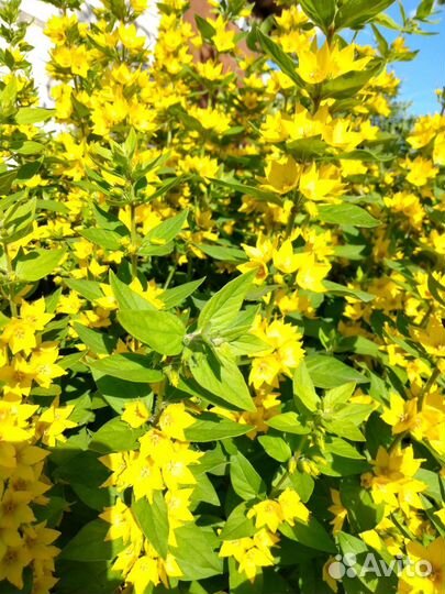 Хризантема кустовая саженцы, вербейник