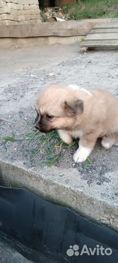 Щенки в добрые руки отдам бесплатно