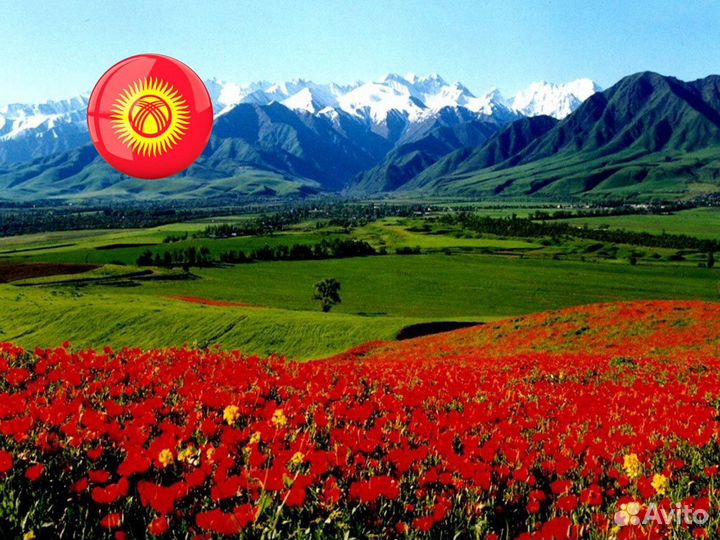 Регистрация осоо Кыргызстан