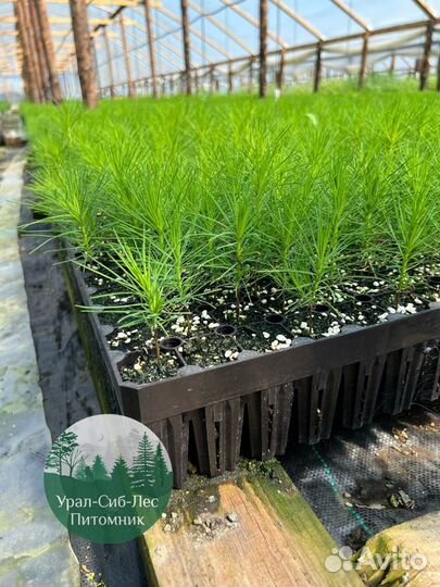 Зкс Сосна сеянцы Ели Лиственницы окс Голуб Горная