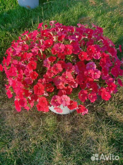 Петуния в кашпо, Ампельная, каскадная