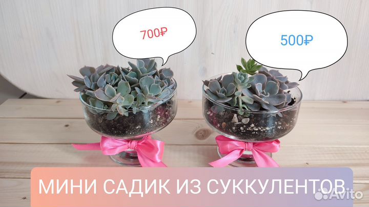 Комнатные цветы