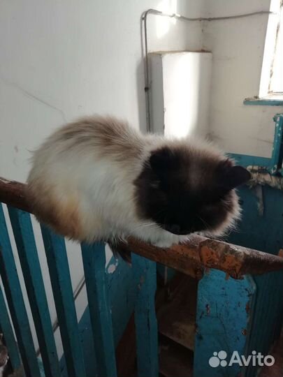 Сиамский кот