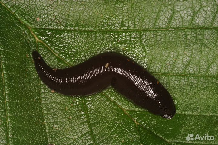 Пиявки медицинские
