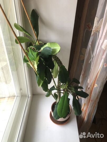 Молочай беложильчатый