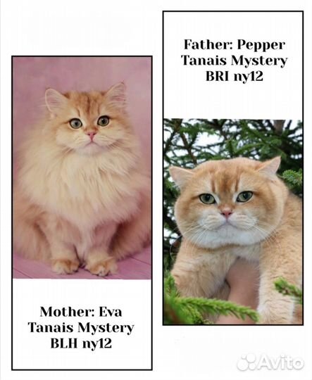 Британская золотая шиншилла