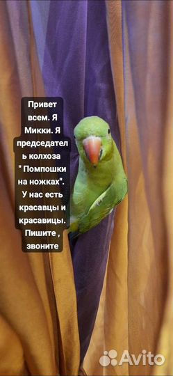 Попугаи птенцы волнистики, чехи, кареллы