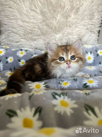 Сибирские котята с док-ми питомник