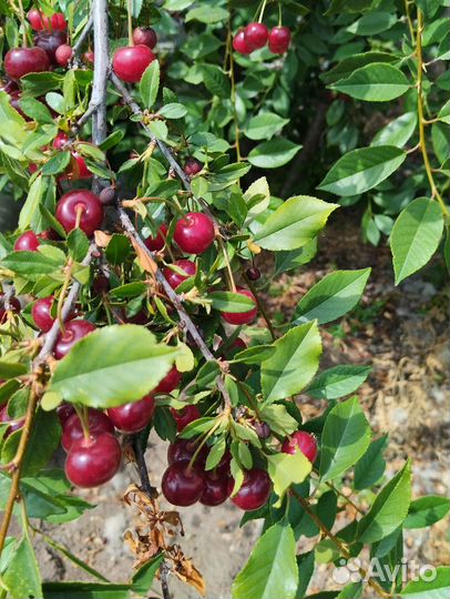 Саженцы черешня вишня