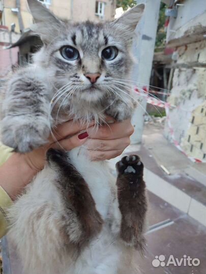 Котики оттуда