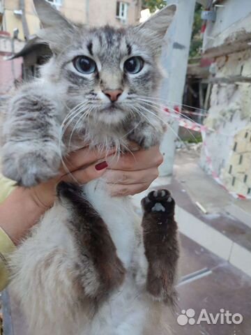 Котики оттуда