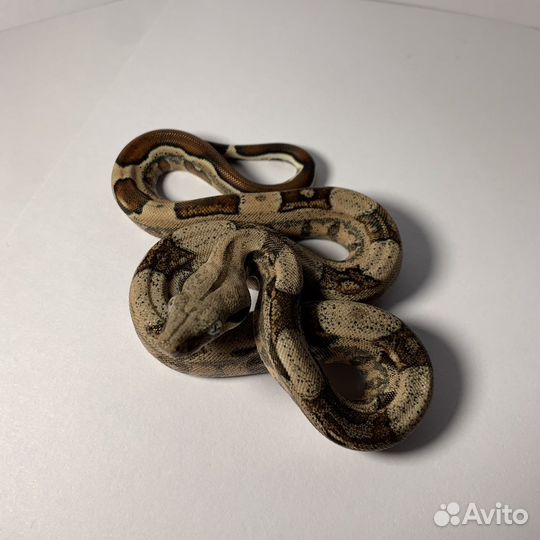 Императорский удав