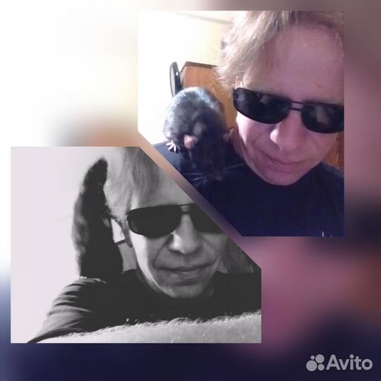 Декоративные крыски