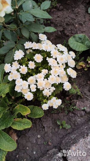 Бакопа, кореопсис, лофос, пиретрум