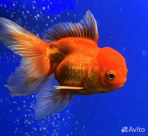 Акулий балу,Золотые рыбки, и многие другие рыбки