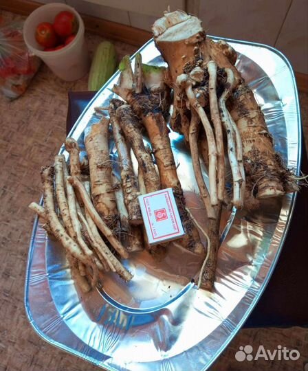 Корень хрена