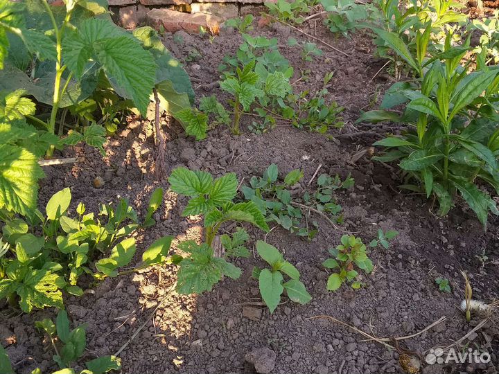 Саженцы малины cорт Рубиновая