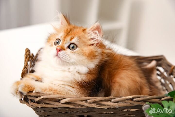 Британский золотой кот ny11