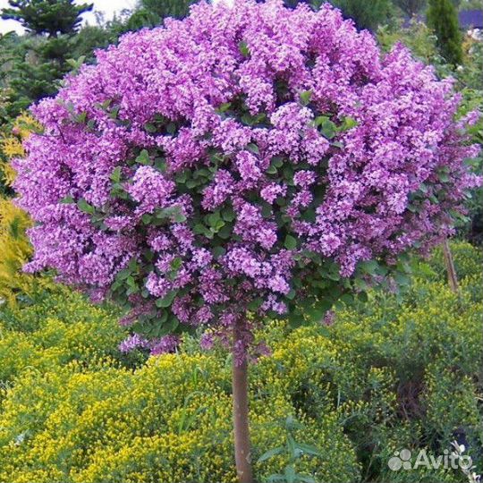 Сирень на штамбе Сенсация