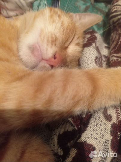 Молодой рыжик Федя