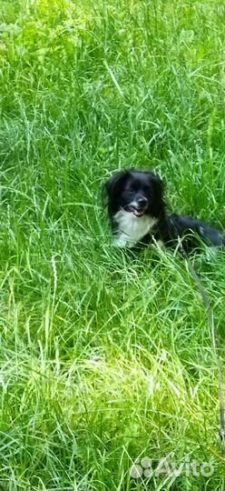 Отдам в добрые руки маленькую собачку