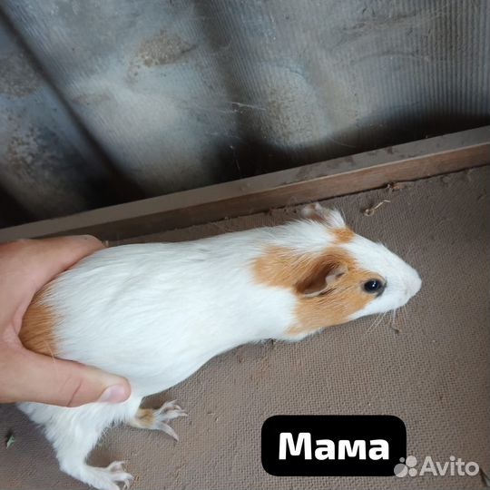 Морские свинки гладкошёрстные