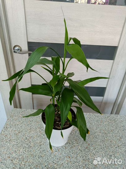 Диффенбахия, фикус, драцена, пальмы