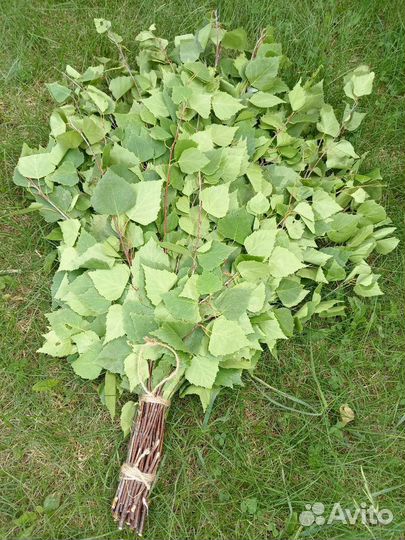 Веники для бани (берёза)