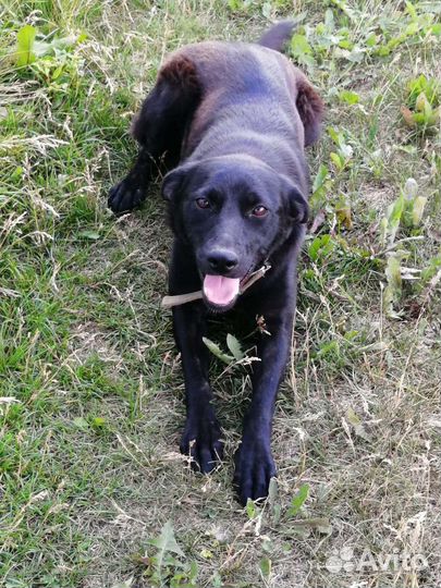 Охранница в добрые руки