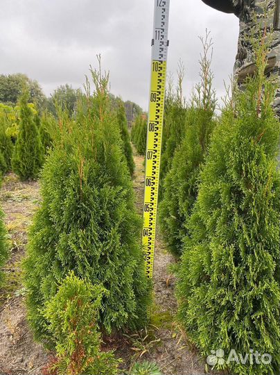 Туя Смарагд