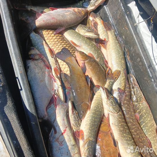 Свежая рыба, плотва, карп, линь