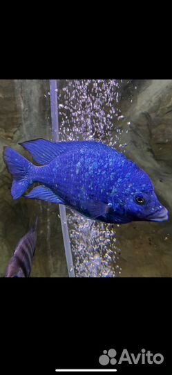 Продаю цихлид собственного разведения