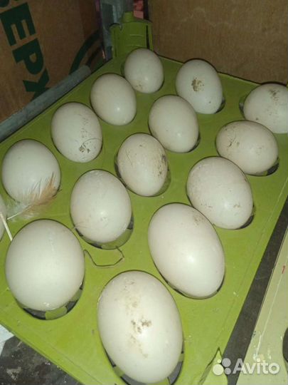 Инкубационное яйцо утки, гуся