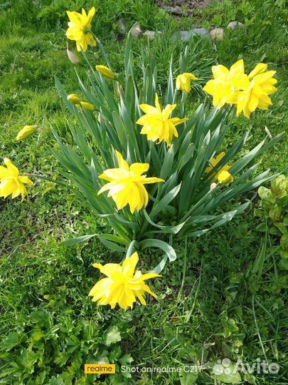 Клубни Нарциссы