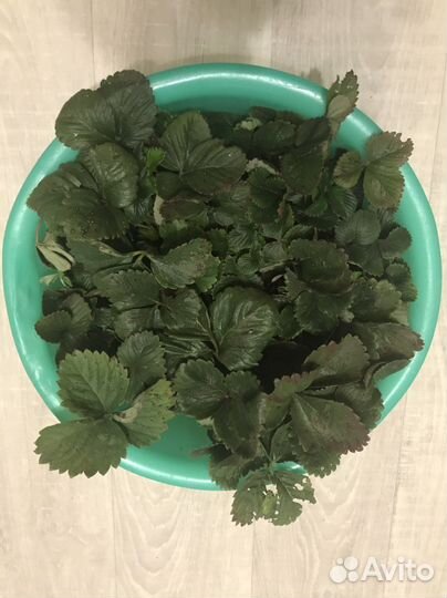 Рассада Виктории (Клубники)