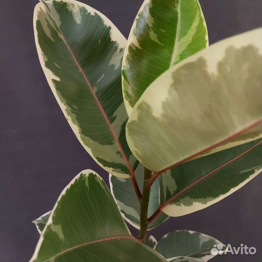 Фикус Тенике Комнатные растения Тюмень