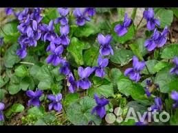 Лапчатка белая лекарственная