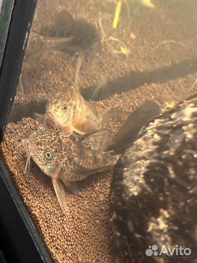 Сом коридорас крапчатый