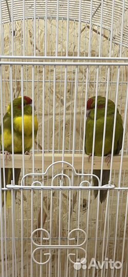 Домашние животные птицы оптом и в розницу