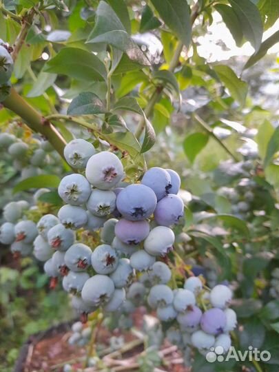 Саженцы голубики