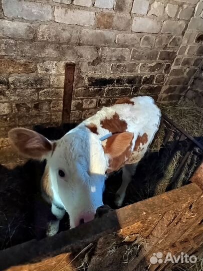 Продам бычка